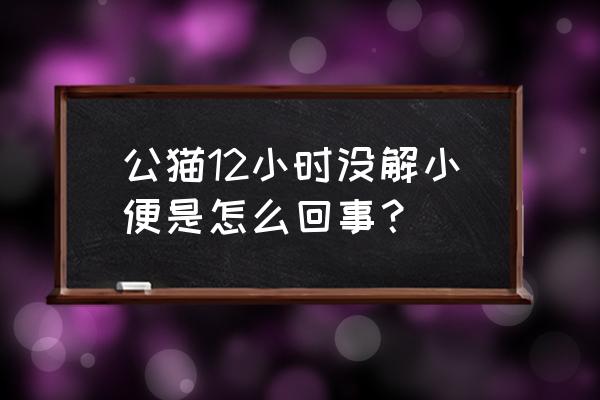 我的猫咪去哪啦的第12关怎么过 公猫12小时没解小便是怎么回事？