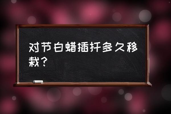 白蜡树移栽成活率高的方法是什么 对节白蜡插扦多久移栽？