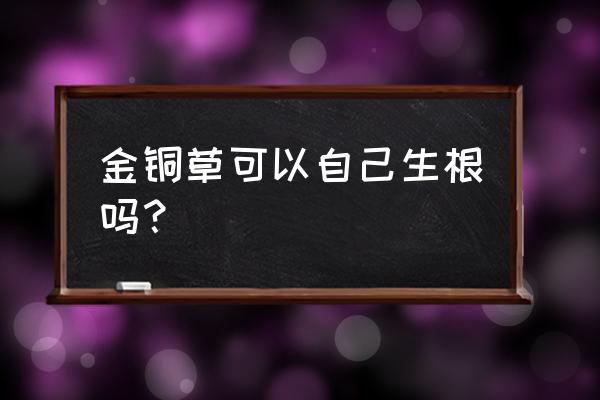 水草怎么养护能快速生根 金铜草可以自己生根吗？