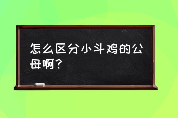 雏鸡公母鉴别方法18种 怎么区分小斗鸡的公母啊？