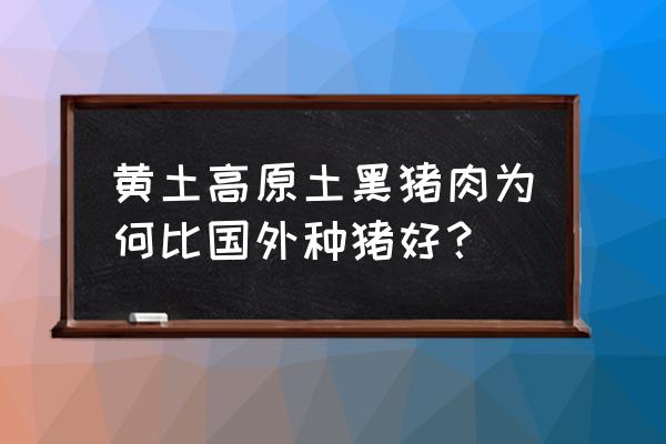 土黑猪怎么养最好 黄土高原土黑猪肉为何比国外种猪好？