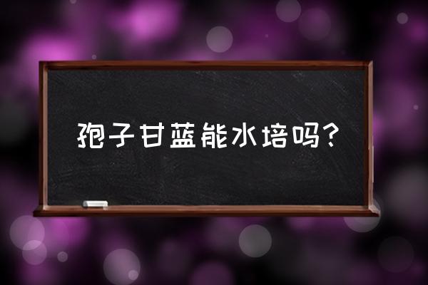 如何水培小番茄 孢子甘蓝能水培吗？