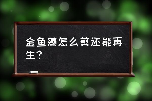 金鱼水草怎么修剪 金鱼藻怎么剪还能再生？