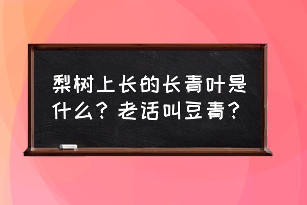 九月青豆角什么品种 梨树上长的长青叶是什么？老话叫豆青？