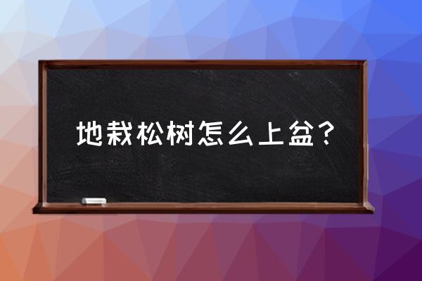 怎么养殖松树 地栽松树怎么上盆？