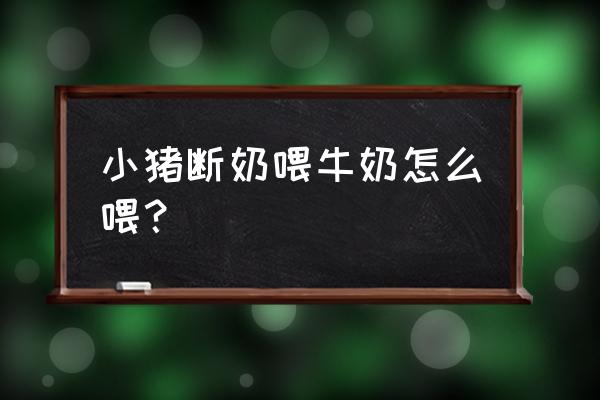 小猪断奶以后怎么喂长得快 小猪断奶喂牛奶怎么喂？