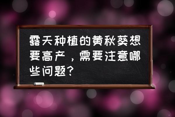 黄秋葵的种植方法你学到了吗 露天种植的黄秋葵想要高产，需要注意哪些问题？