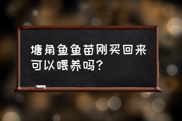 新手养殖塘角鱼怎么养 塘角鱼鱼苗刚买回来可以喂养吗？