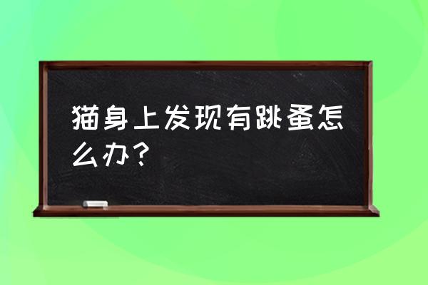 宠物猫身上有跳蚤吗 猫身上发现有跳蚤怎么办？