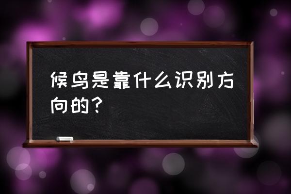 白天和夜晚怎么辨别方向 候鸟是靠什么识别方向的？