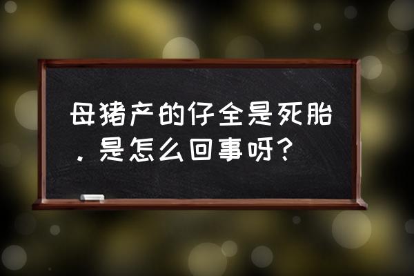 母猪产死胎的五大原因 母猪产的仔全是死胎。是怎么回事呀？