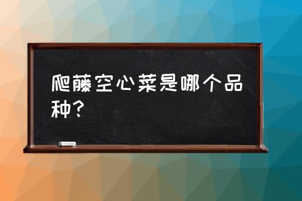 空心菜什么品种最好吃 爬藤空心菜是哪个品种？