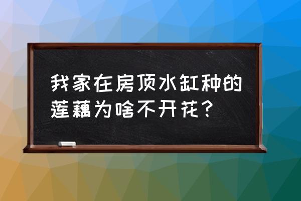 水缸养藕正确方法 我家在房顶水缸种的莲藕为啥不开花？