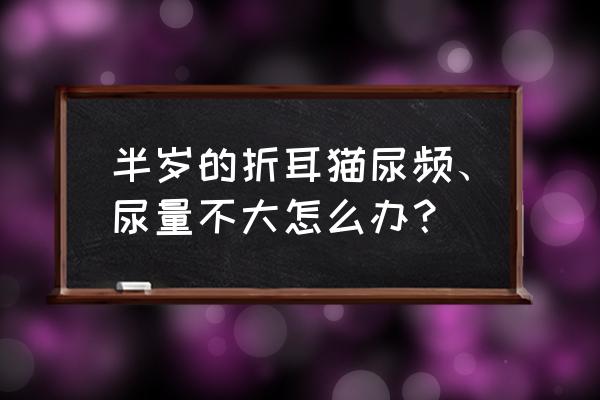 如何解决猫咪的尿频 半岁的折耳猫尿频、尿量不大怎么办？