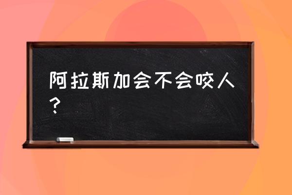 阿拉斯加天天早上叫个不停怎么办 阿拉斯加会不会咬人？